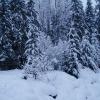 Whistler