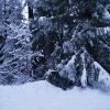 Whistler
