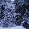 Whistler